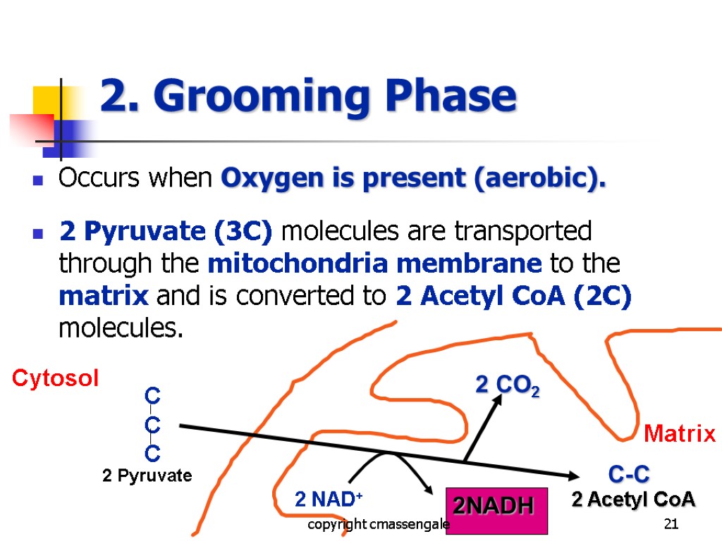 21 2. Grooming Phase Occurs when Oxygen is present (aerobic). 2 Pyruvate (3C) molecules